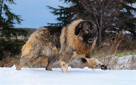 Caucasian Mountain Dog Price